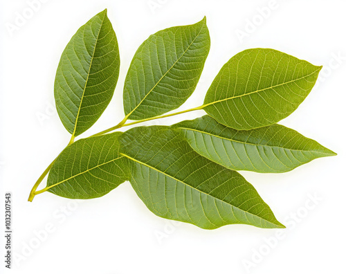 A branch of green leaves isolated on a white background.