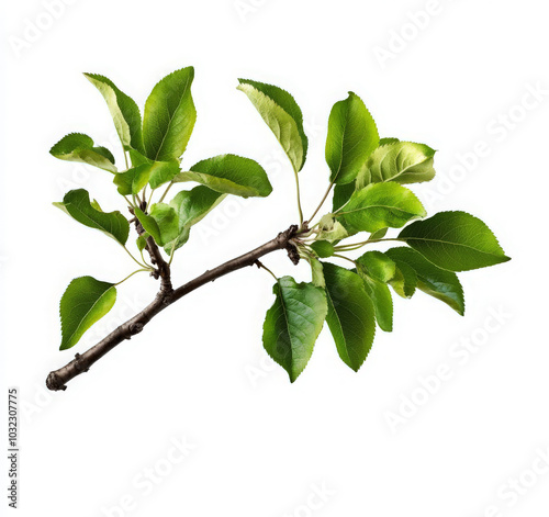 A branch of an apple tree with green leaves isolated on a white background.