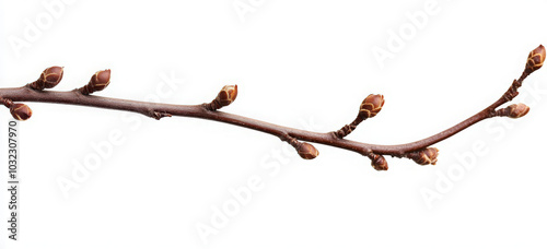 A branch with buds on a white background.