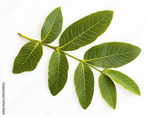 A branch with five green leaves, isolated on a white background.