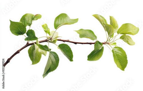 A branch with fresh green leaves isolated on a white background.