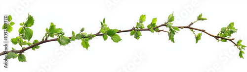 A branch with fresh green leaves on a white background.