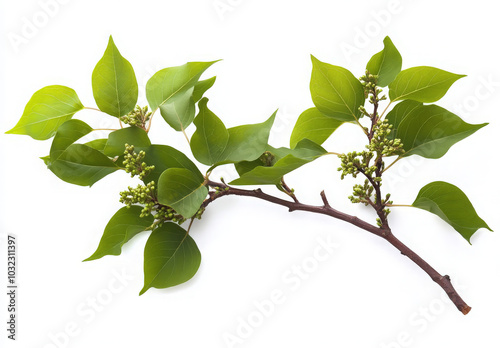 A close-up of a branch with green leaves and buds isolated on a white background.