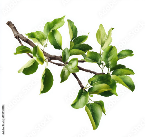 A close-up of a branch with green leaves isolated on a white background. (1)