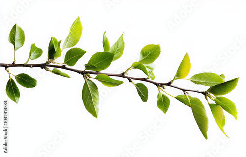A close-up of a branch with green leaves isolated on a white background.