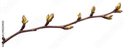 A close-up of a branch with multiple green buds, isolated on a white background.