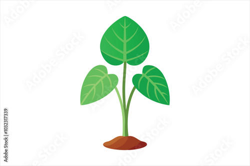  Taro plant vector artwork illustration.