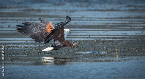 Fish Eagle Hunt photo