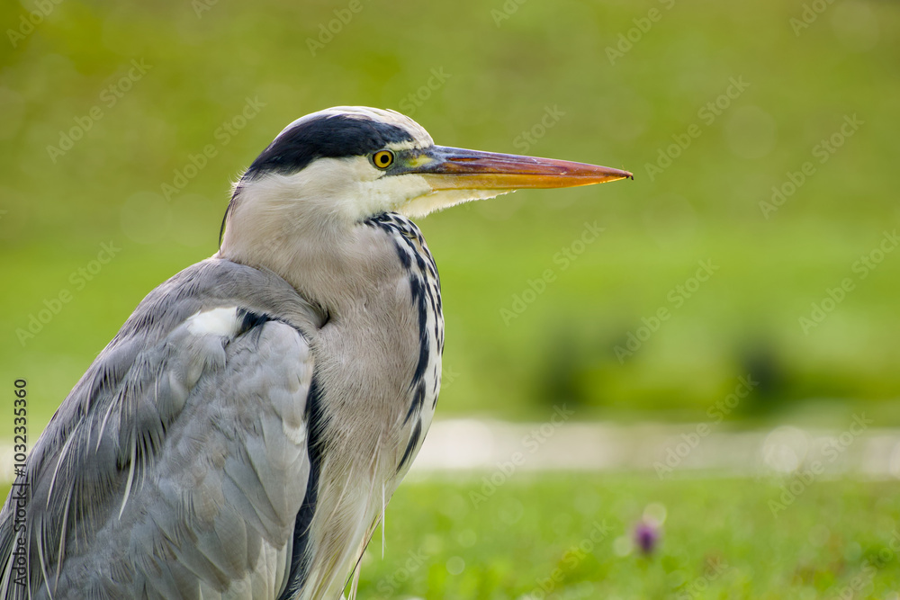 grey heron close-up portrait on the green background grey heron close-up portrait on the green background