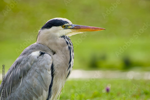 grey heron close-up portrait on the green background photo