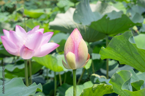 ビオトープのピンクが美しいハスの花 滋賀県草津市下物ビオトープ