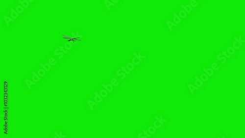Dragonfly Flying Around Screen Loop - Green Screen - Realistic 3D animation isolated on chroma key background