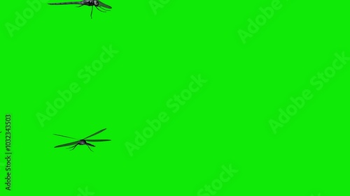 Dragonfly Swarm - Flying In and Out Around Screen Loop - Green Screen - Realistic 3D animation isolated on chroma key background