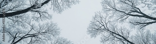 Bare tree branches form a symmetrical pattern against a pale winter sky, capturing the serene beauty of a cold, quiet forest landscape.