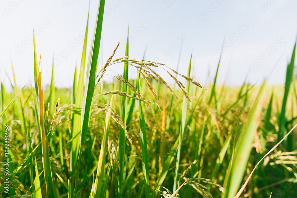 Fototapeta premium Rice field in Thailand.
