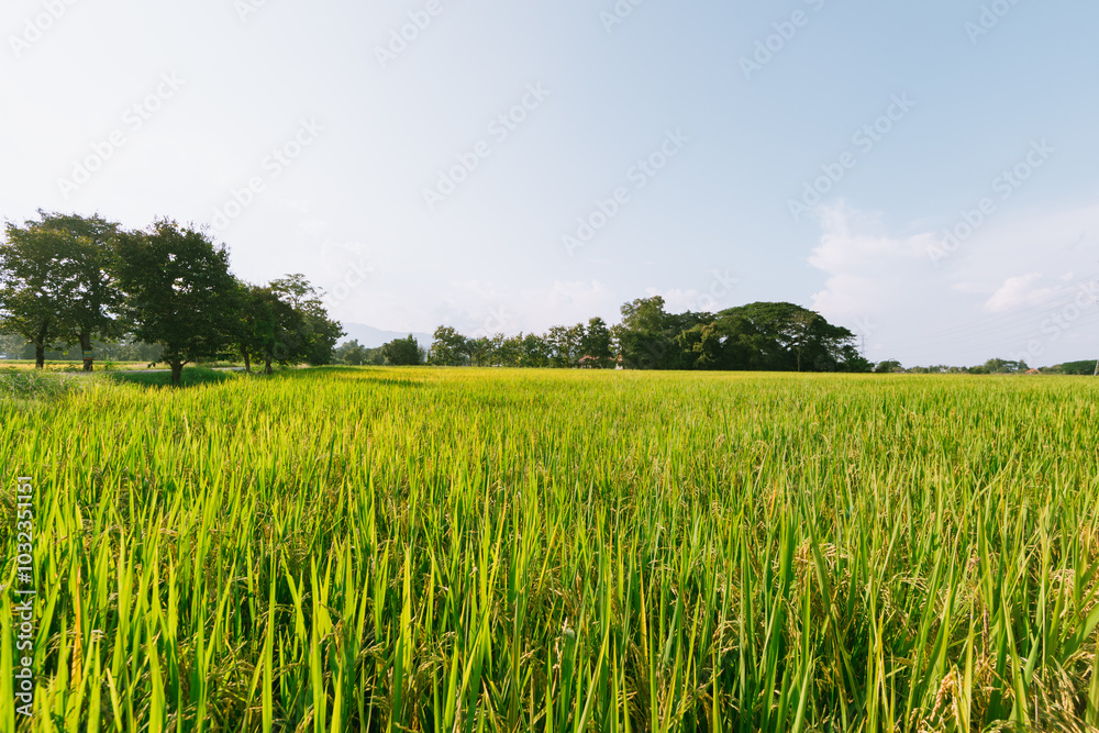 Rice field in Thailand. Rice field in Thailand.