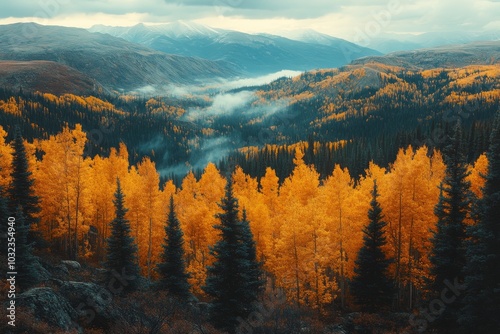 Golden Aspen Trees in the Mountains with Fog and Snow capped Peaks