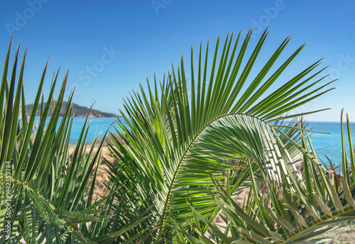 closeup on green leaf of palm tree in front of a beach under  blue sky