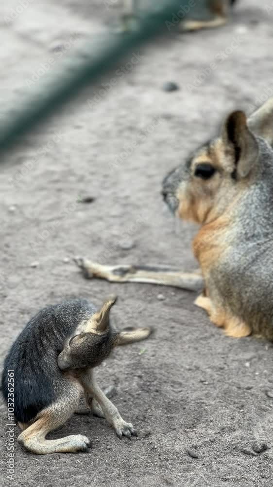 Animals in eco zoo,Wildlife,Ecosafari,feeding animals in the wild Animals in eco zoo,Wildlife,Ecosafari,feeding animals in the wild