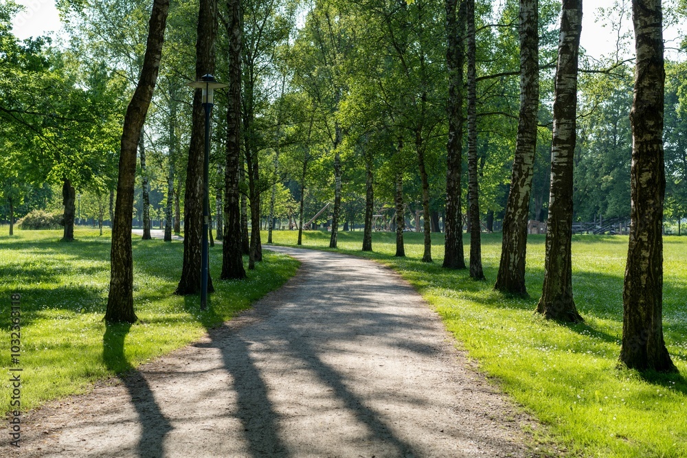Fototapeta premium Serene park pathway lined with tall trees casting shadows on a sunny day