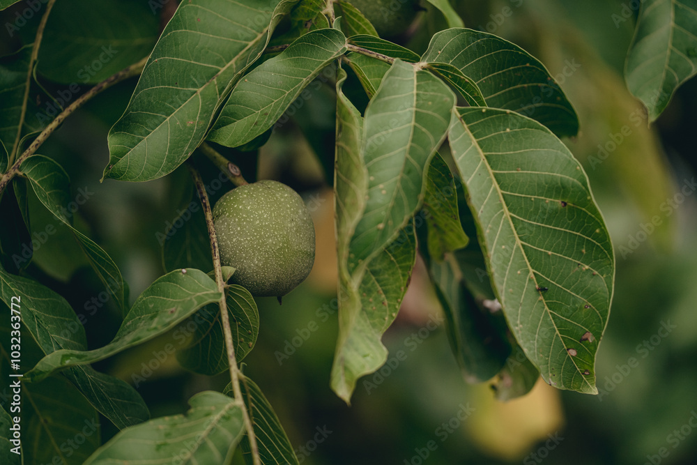 Fototapeta premium Close-Up of Green Unripe Walnut Hanging on Tree Branch