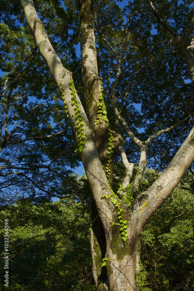 Fototapeta premium 酒津公園の秋 曼珠沙華 彼岸花