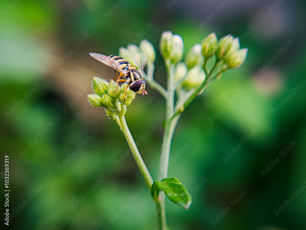 A Sphaerophoria is seen perched on a flower in a garden A Sphaerophoria is seen perched on a flower in a garden
