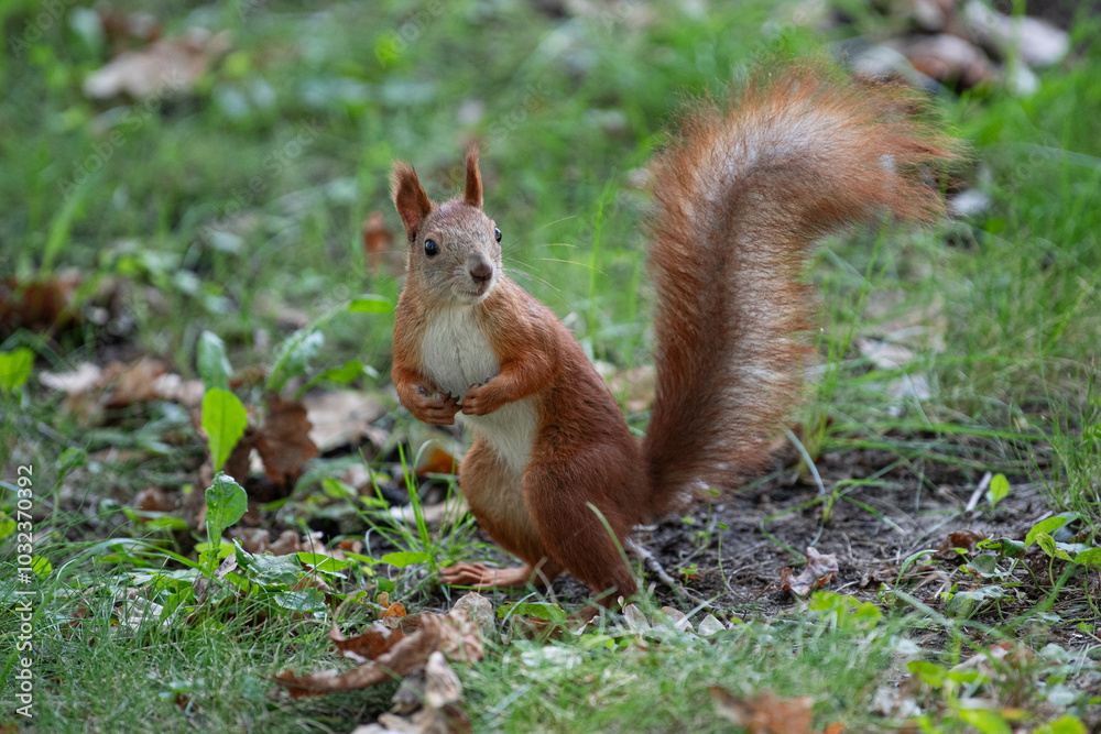 An orange squirrel in a green park in the warm season. An orange squirrel in a green park in the warm season.