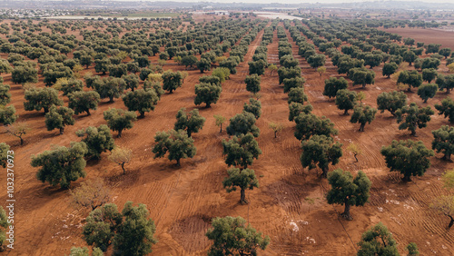 Aeral view of olive trees fields in Puglia