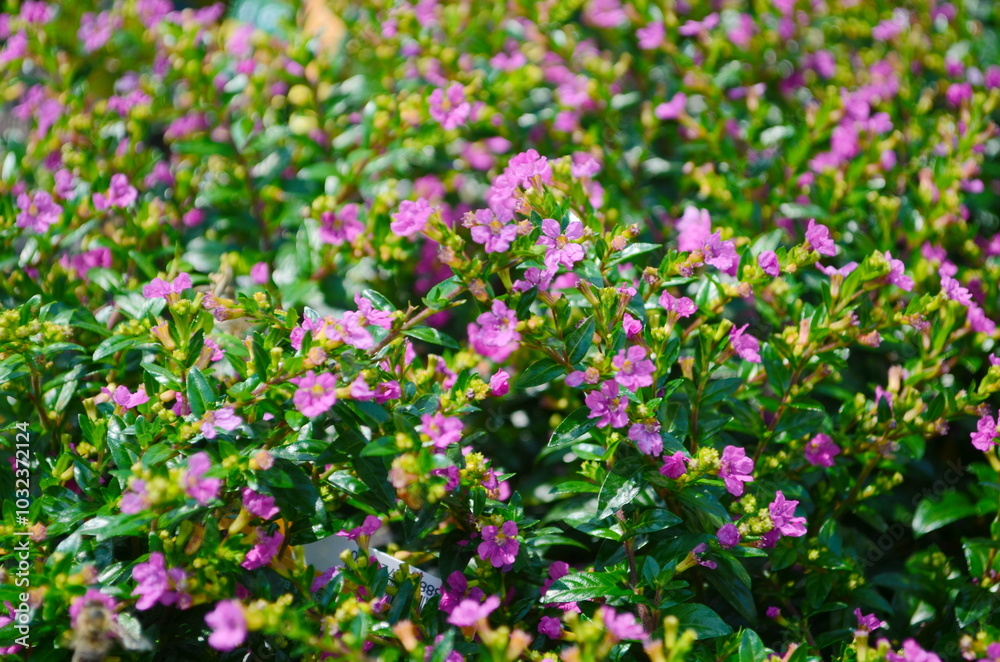 Naklejka premium Cuphea is a compact shrub with small, delicate, lavender or pink star-shaped flowers. The bright green, narrow leaves create a lush backdrop, adding to its ornamental appeal.