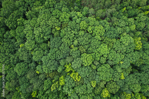 Densely packed gree treetops see from aerial view