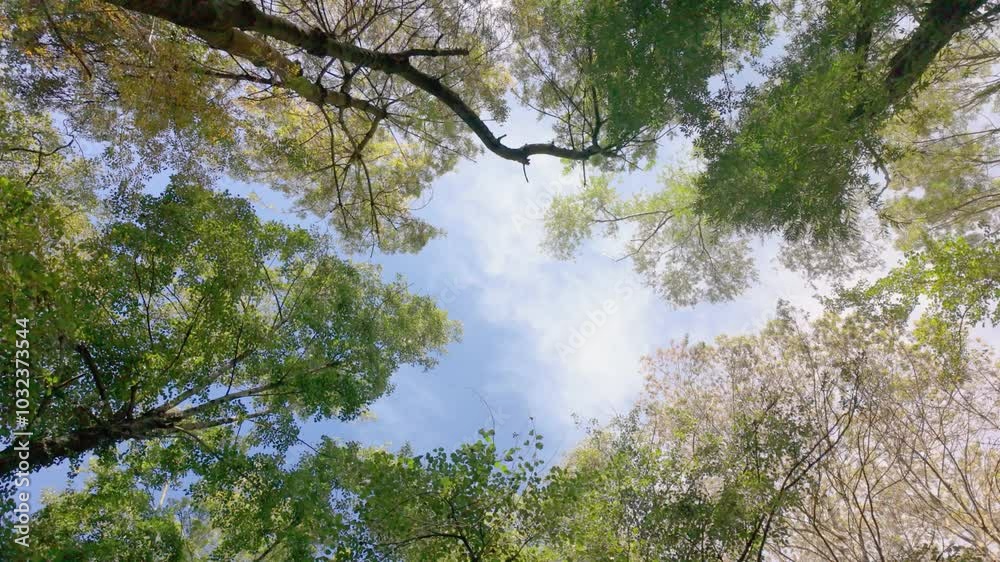 Low angle shot of treetops from bottom to top with blue sky Low angle shot of treetops from bottom to top with blue sky
