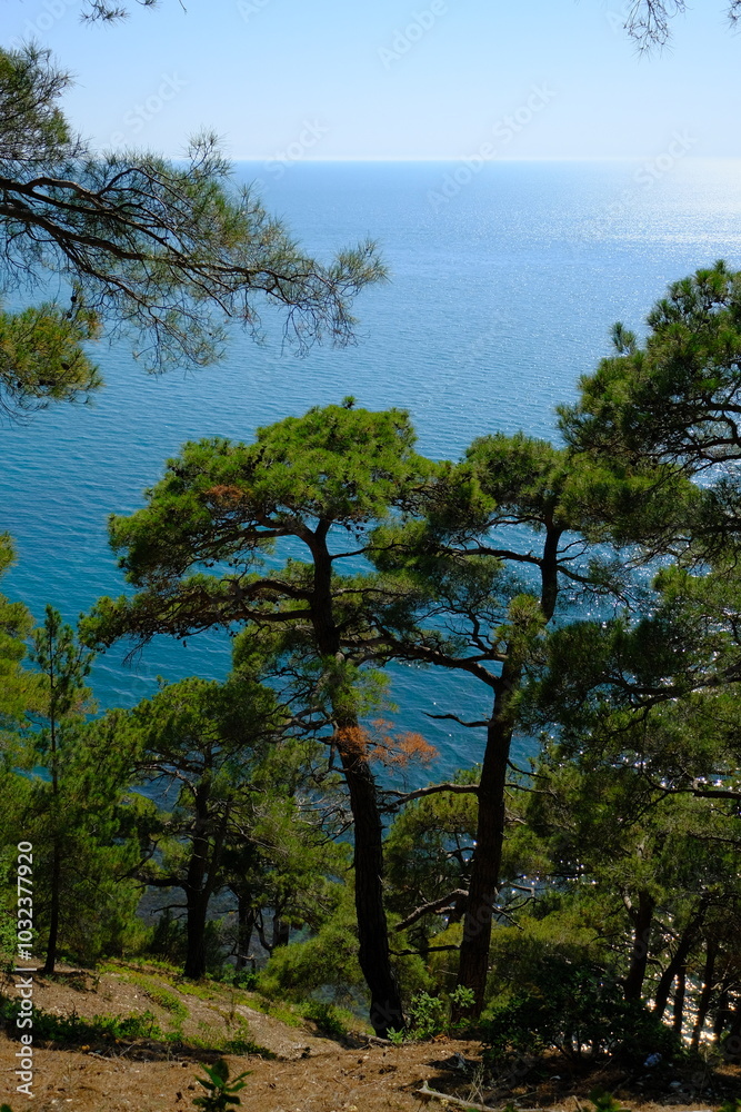 View of the sea from a cliff in the forest View of the sea from a cliff in the forest