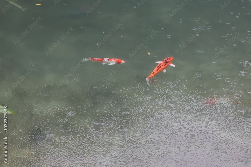 Fototapeta premium Koi fish swimming gracefully in rainy waters a serene nature scene