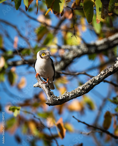 White-Crested Helmetshrike photo