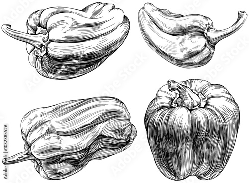 Pepper set hand drawn. Black and white engraved ink art collection. Isolated paprika illustration element on white background.
