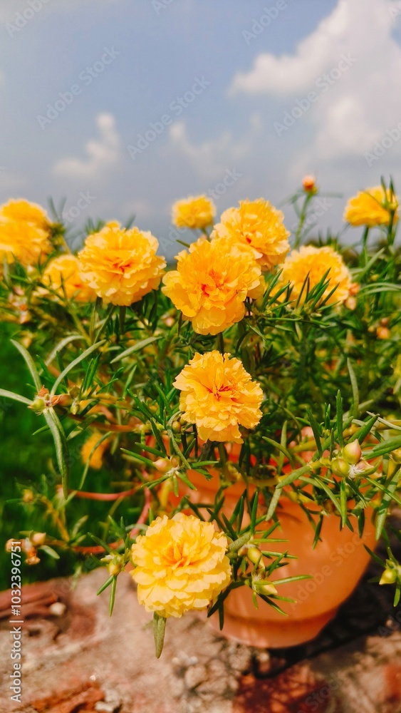 Yellow Portulaca gradniflora Gold flower Yellow Portulaca gradniflora Gold flower