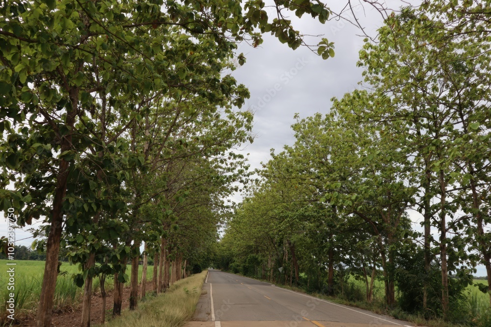 Scenic pathway surrounded by lush greenery a journey into nature's embrace with majestic trees and wide open spaces Scenic pathway surrounded by lush greenery a journey into nature's embrace with majestic trees and wide open spaces