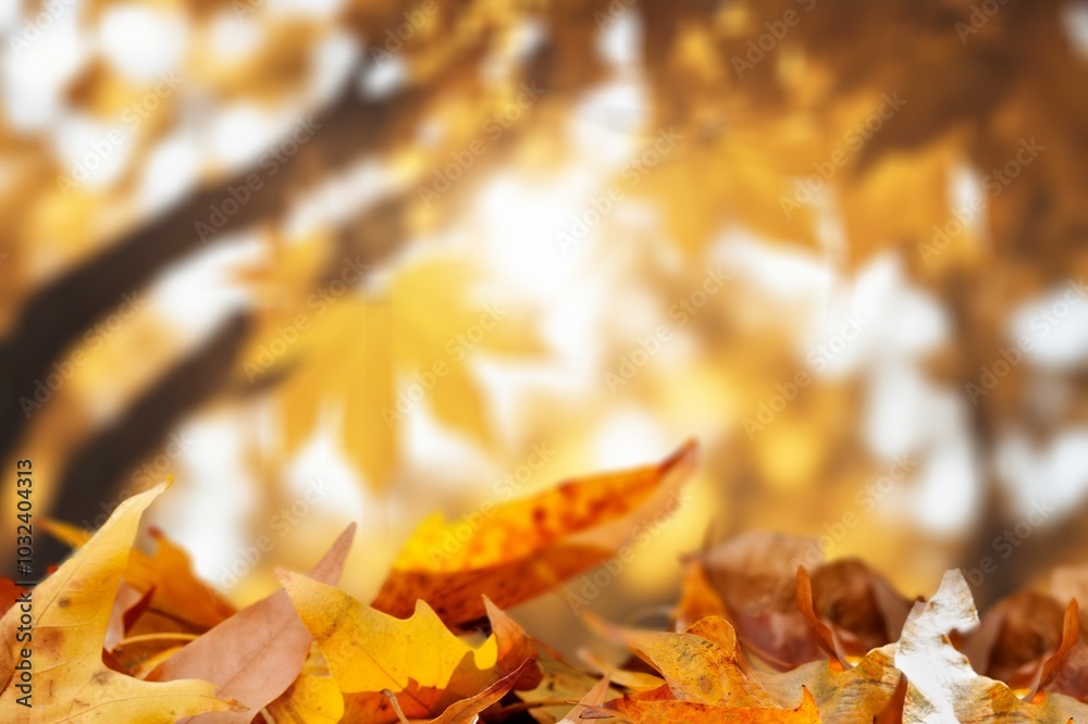 orange dry fall leaves, natural background orange dry fall leaves, natural background