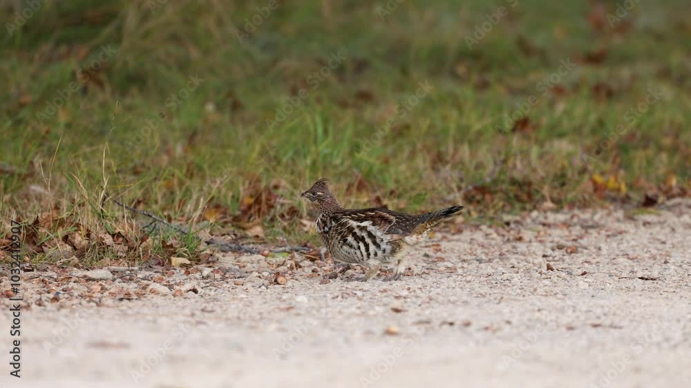 Ruffed grouse (Bonasa umbellus) on a gravel road during fall in Wisconsin
Ruffed grouse (Bonasa umbellus) on a gravel road during fall in Wisconsin
