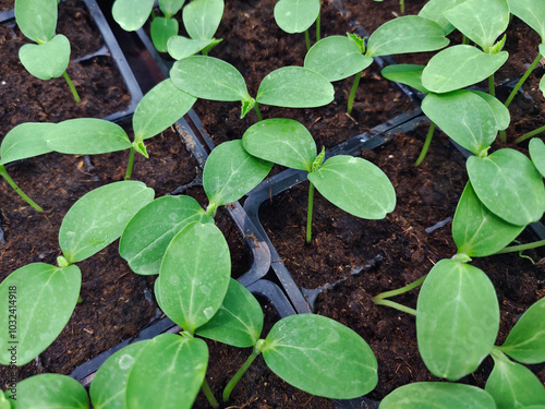 Small green seedlings sprouted in cups before planting in ground. Sprouts. 