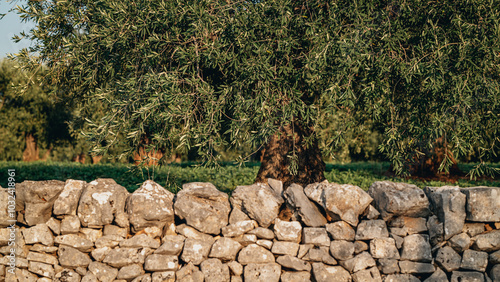 Ancient Olive Tree in Expansive Countryside Landscape in Puglia