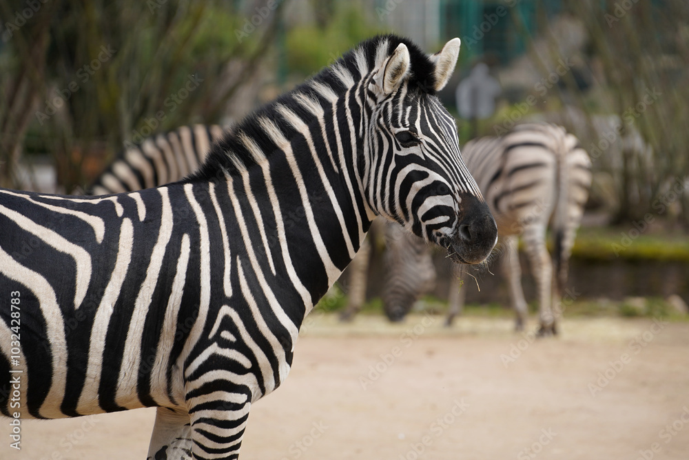 Fototapeta premium A zebra seen from the side