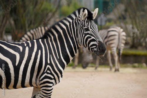 A zebra seen from the side