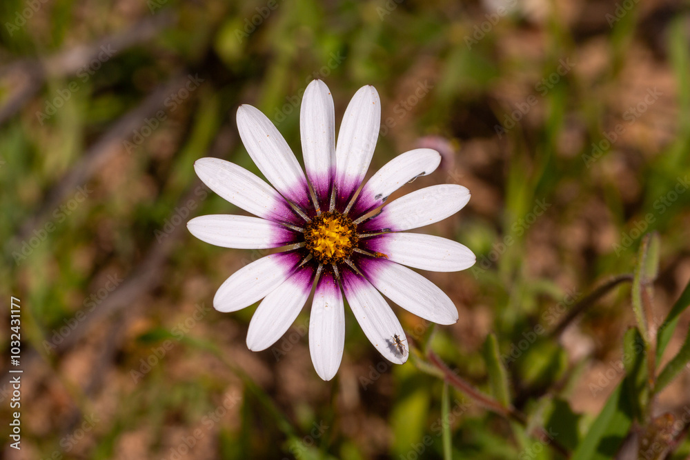 Flower of an Arctotis seen in natural habitat near Piketberg, Western Cape of South Africa Flower of an Arctotis seen in natural habitat near Piketberg, Western Cape of South Africa