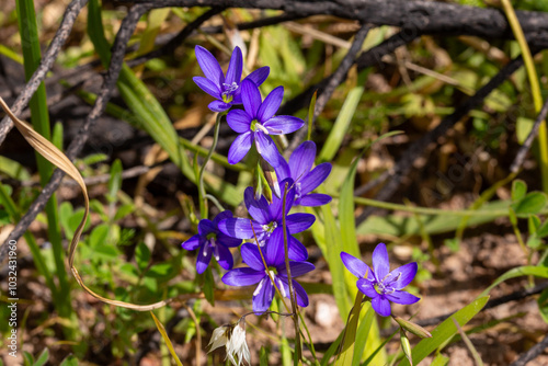 Flowers of the beautiful Geissorhiza aspera in natural habitat, view from front