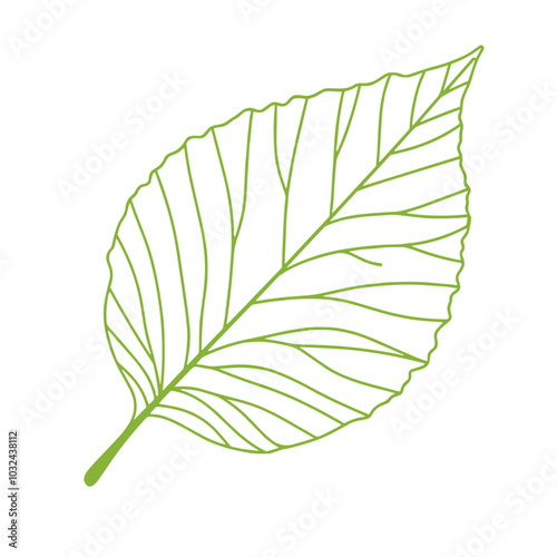 Birch leaf line icon in light green, delicate forest symbol