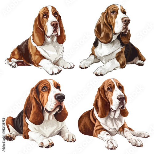 basset hound dog vector