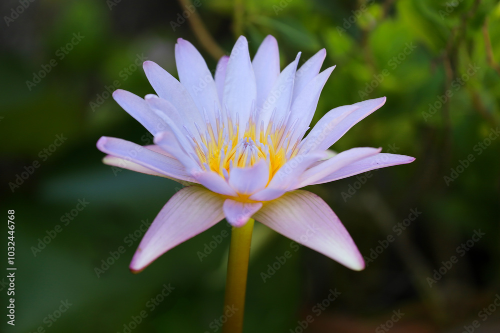 close up lotus flower yellow and purple color is so beautiful close up lotus flower yellow and purple color is so beautiful