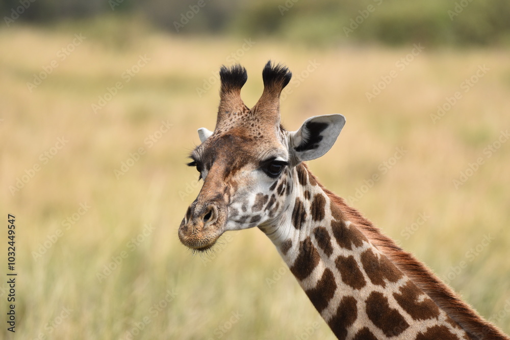 The head and neck of a Giraffe. The head and neck of a Giraffe.